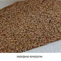 Дежерминатор МП - Измельчительная машина для дробления зерен кукурузы и получения зародышей